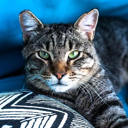 Maison d'hôtes Bellavista