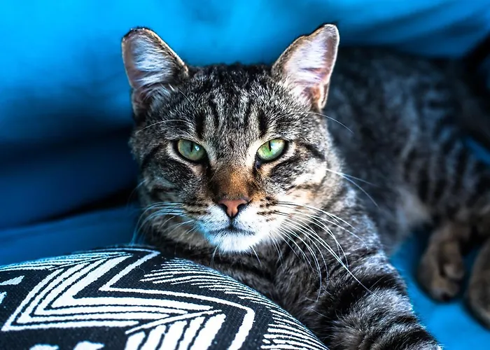 Gæstehus Bellavista