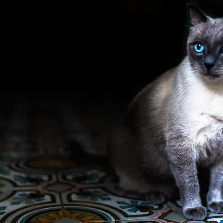 Bellavista Pensionat 3*