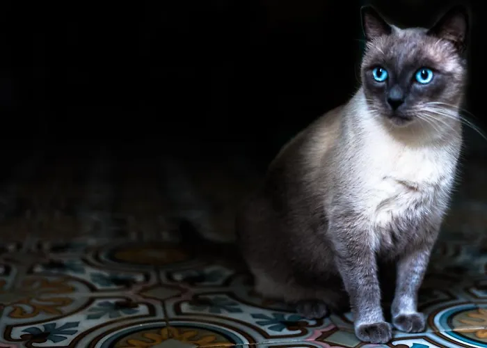 Bellavista בית הארחה 3*